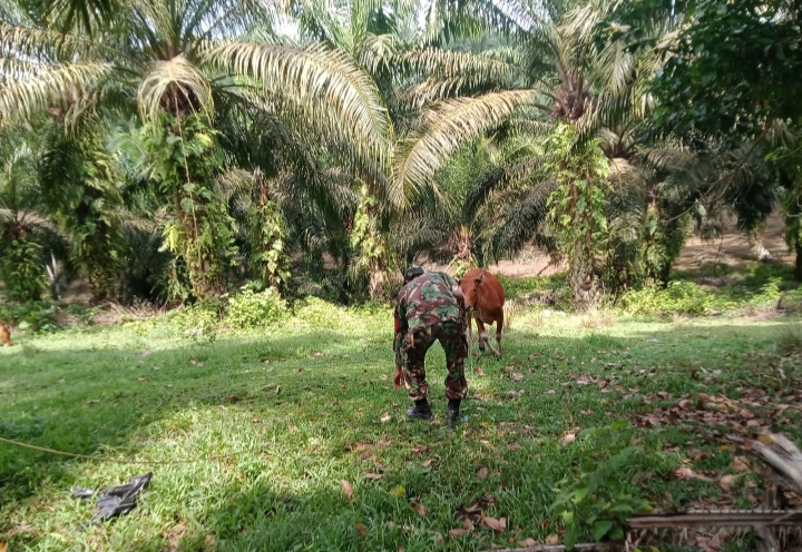 Gencar Laksanakan Pengecekkan Hewan Ternak Sapi di Desa Muara Basung, Babinsa Serma Suprapto Turun ke Lokasi