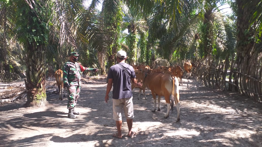 Babinsa Koramil 03/Mandau Serda P. Sinaga Pantau Hewan Ternak di Desa Tasin Tebing Serai