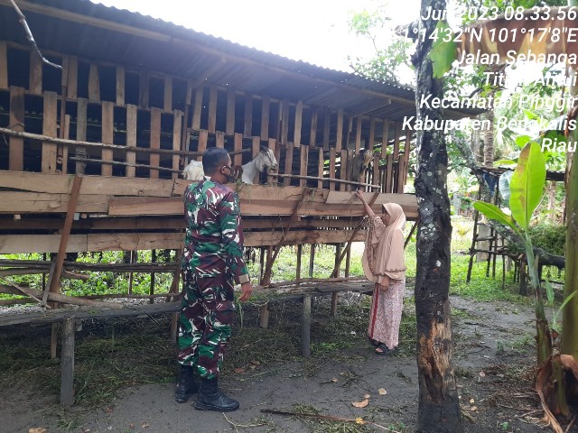 Cegah Penyebaran PMK, Babinsa Serdw Ahmad Junaidi Laksanakan Cek Hewan Ternak di Kelurahan Titian Antui