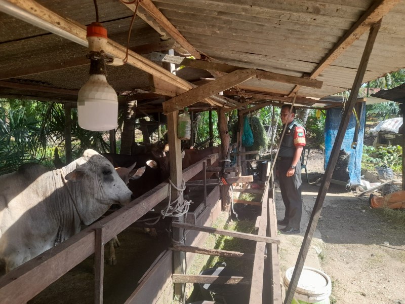 Babinsa Serka Alinaspi, Lakukan Cek Hewan Ternak Sapi Antisipasi Penyakit PMK, di Desa Harapan Baru