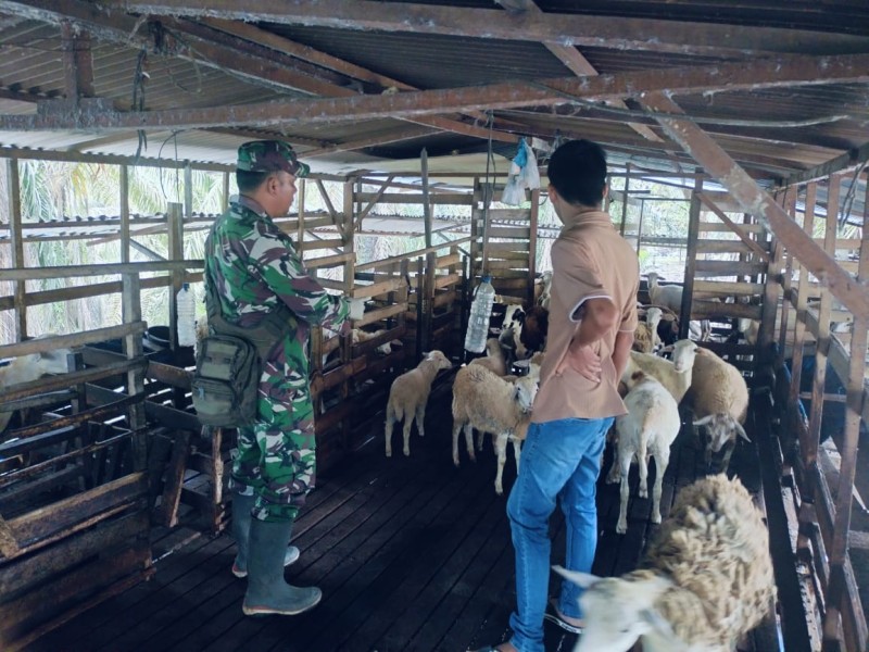 Gencar Laksanakan Pengecekkan Hewan Ternak Kambing, di Desa Pinggir, Kecamatan Batsol, Oleh Sertu AT. Silaban
