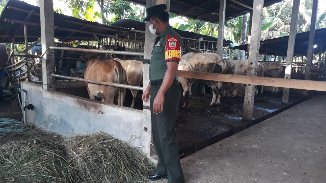Babinsa Serka Ristiyo Cek Hewan Ternak Sapi di Air Jamban, RT 07 RW 20, Guna Cegah PMK