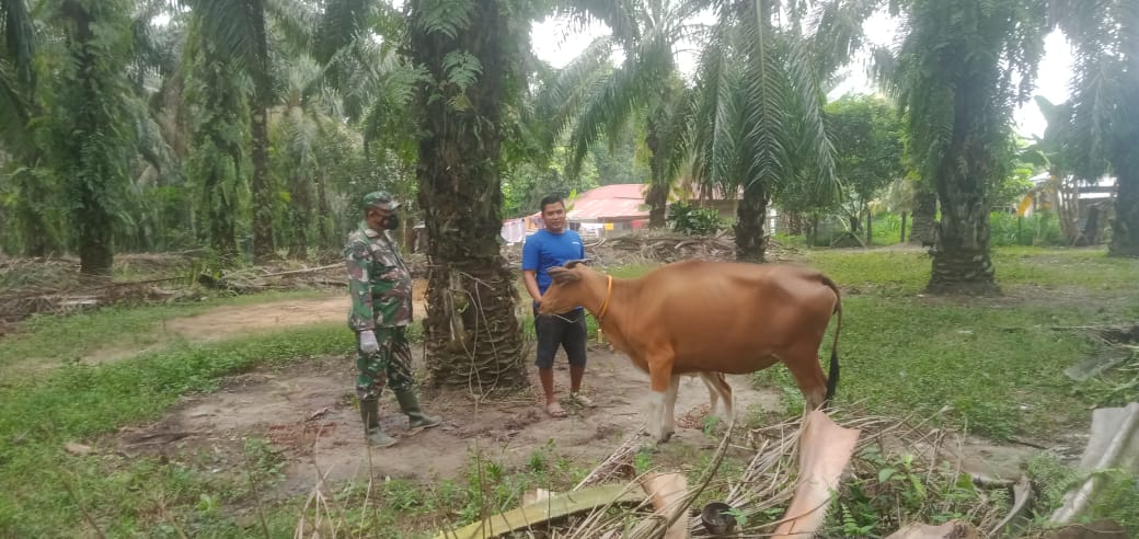 Upayakan Cegah Penyebaran PMK di Desa Semunai, Babinsa Serda Paino Lakukan Patroli