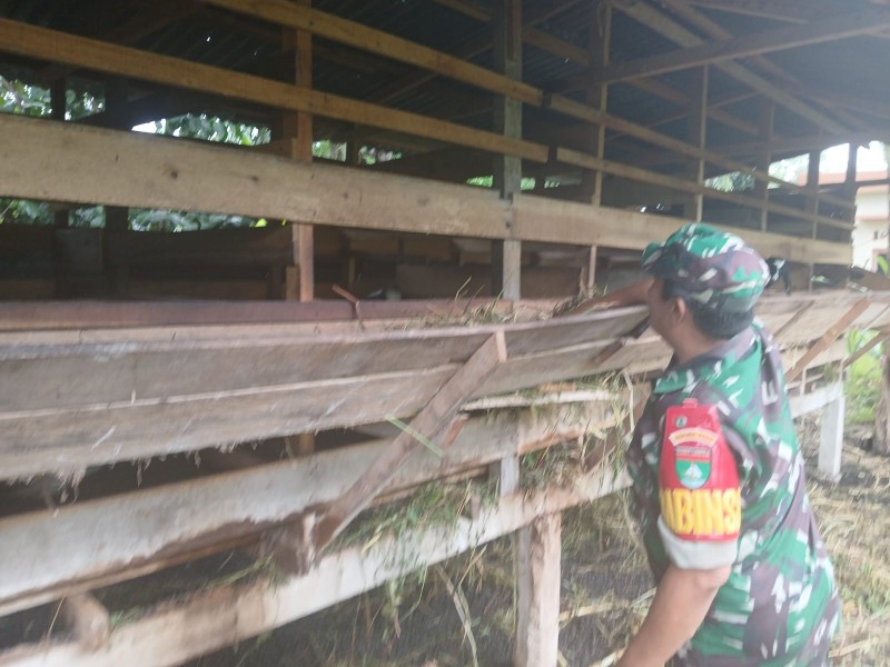 Babinsa Sertu Rosdianto Lakukan Cek Hewan Ternak Kambing Antisipasi Penyakit PMK, di Kelurahan Air Jamban