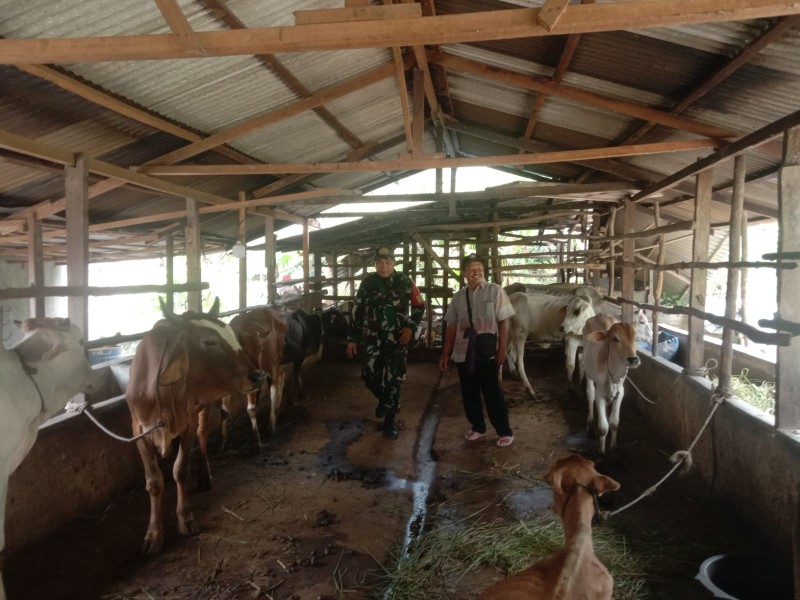 Babinsa Serda Ml. Silaban Lakukan Cek Hewan Ternak Sapi Antisipasi Penyakit PMK, di Desa Sebangar, Kexamatan Batsol