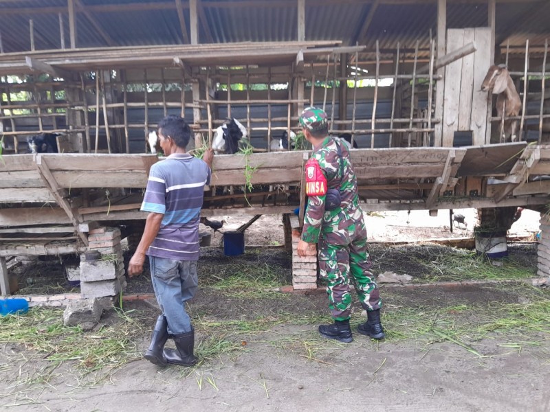 Gencar Laksanakan Pengecekkan Hewan Ternak Sapi, di Kelurahan Gajah Sakti Oleh Praka Amser Manulang