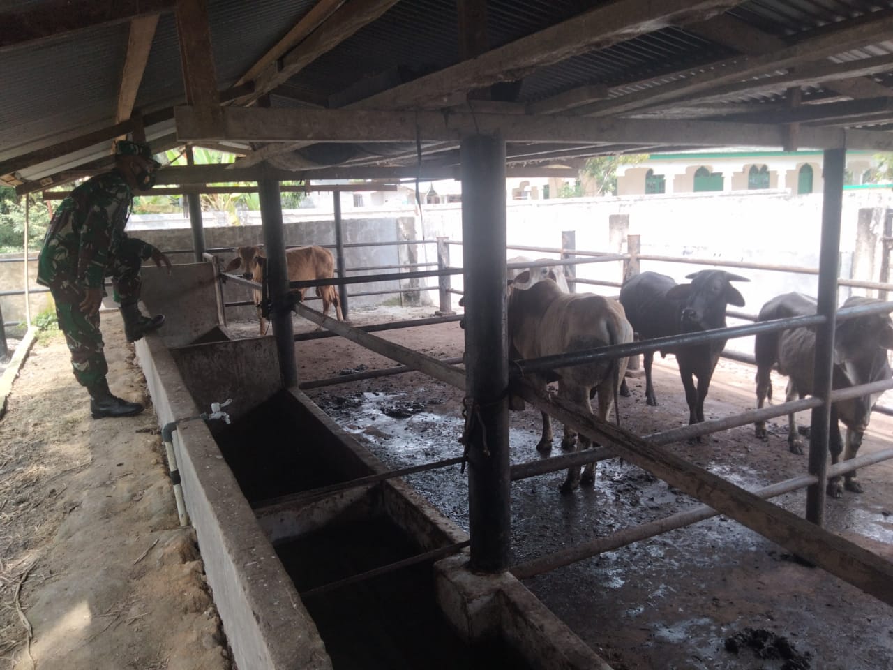 Pantau Hewan Ternak di Desa Bathin Sobanga, Babinsa Serma Sutrisno Upayakan Pencegahan PMK