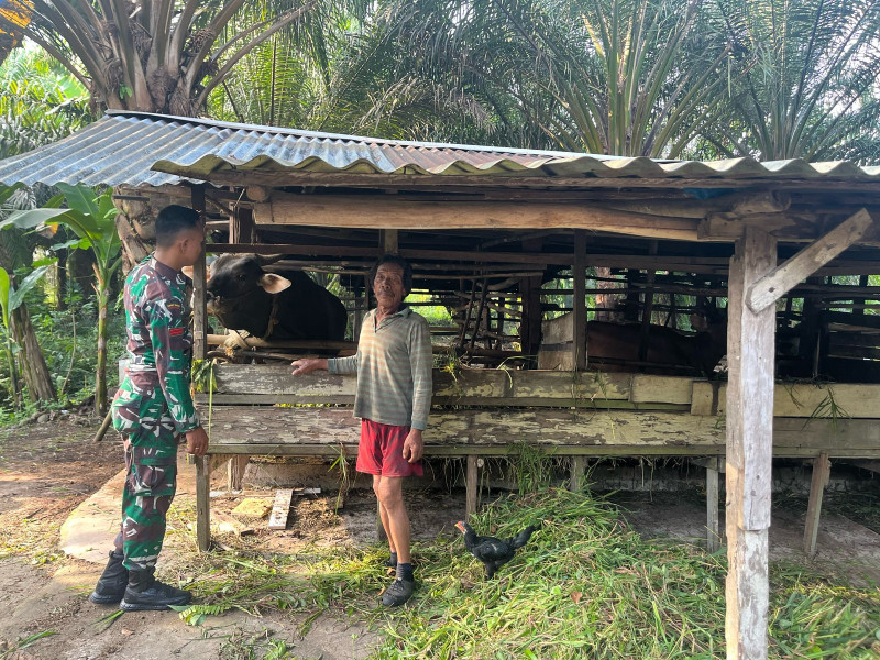 Gencar Laksanakan Pengecekkan Hewan Ternak Sapi di Kelurahan Gajah Sakti Kecamatan Mandau, Babinsa Pratu Hanafi Cek Lokasi