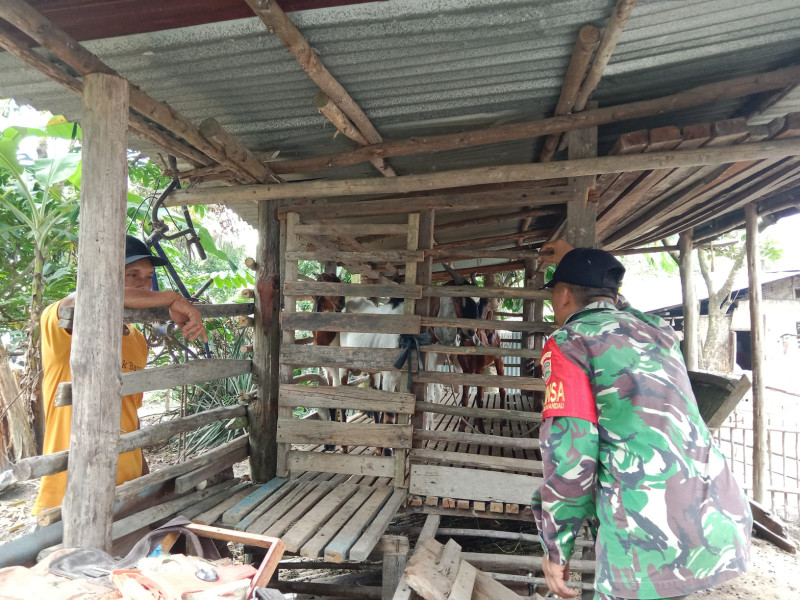 Gencar Laksanakan Pengecekkan Hewan Ternak Sapi di Talang Muandau, Babinsa Sertu M. Fikri Turun ke Lokasi