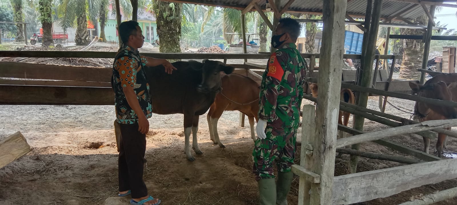 Upayakan Cegah Penyebaran PMK di Desa Tasik Serai Barat, Babinsa Serda S. Sijabat Lakukan Patroli