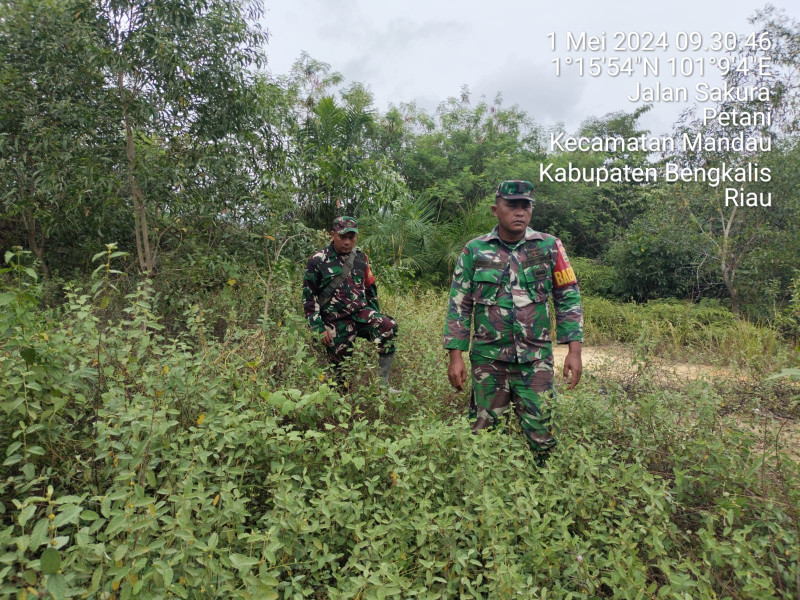 Cegah Karhutla, Babinsa Mandau Serda AT. Silaban, Serda A.T. Junaidi dan Pratu DN. Simanungkalit d Desa Petani