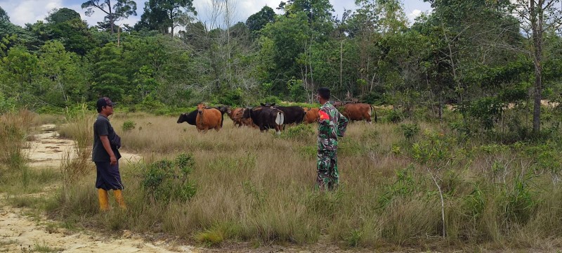 Cegah Penyebaran PMK, Babinsa Sertu Srikusyahandoko Laksanakan Patroli di Desa Air Kulim