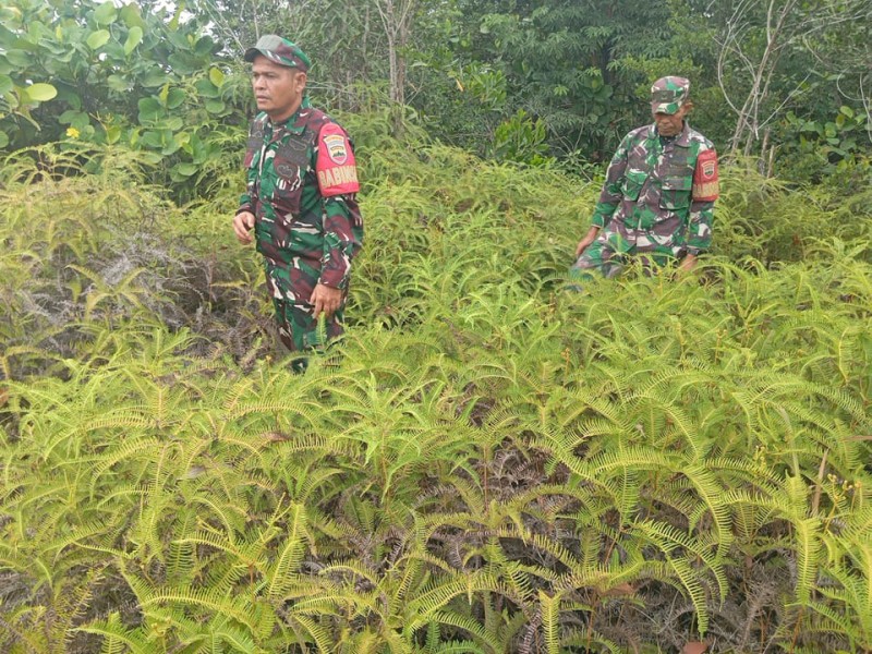 Babinsa Pelda Suprapto, Sertu Robbi, Serda Panjaitan Berpatroli Karhutla di Desa Petani, Kecamatan Batsol
