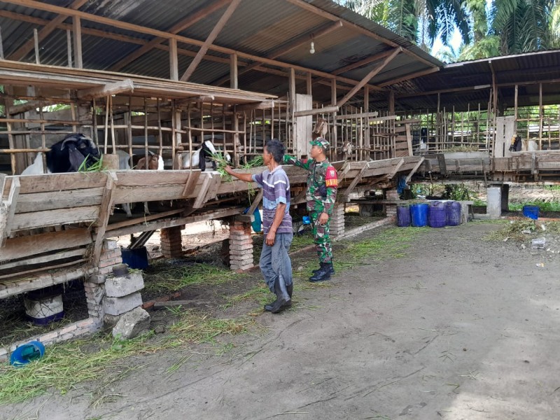 Gencar Laksanakan Pengecekkan Hewan Ternak Kambing, di Kelurahan Balai Raja Oleh Praka Amser Manulang