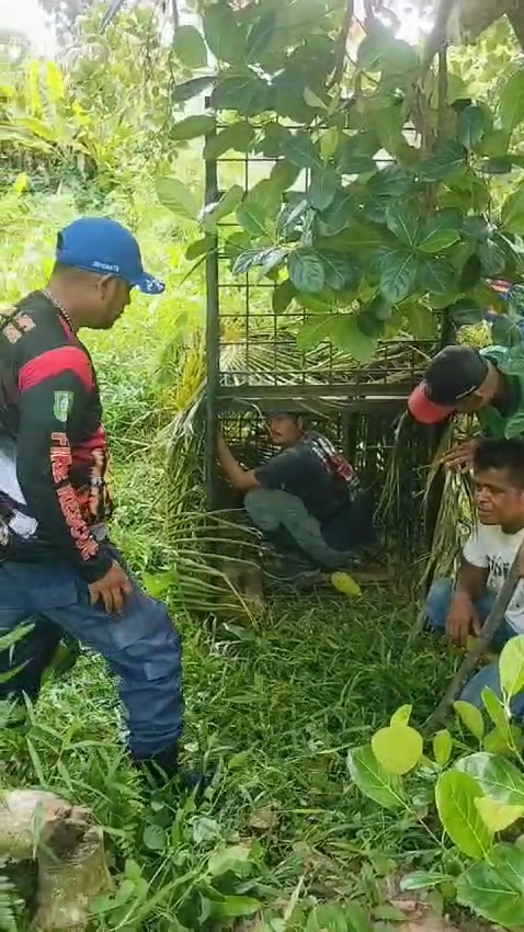Damkar Bersama BBKSDA Riau, Terus Melakukan Penanggulangan Beruang Yang Berkeliaran di Mandau