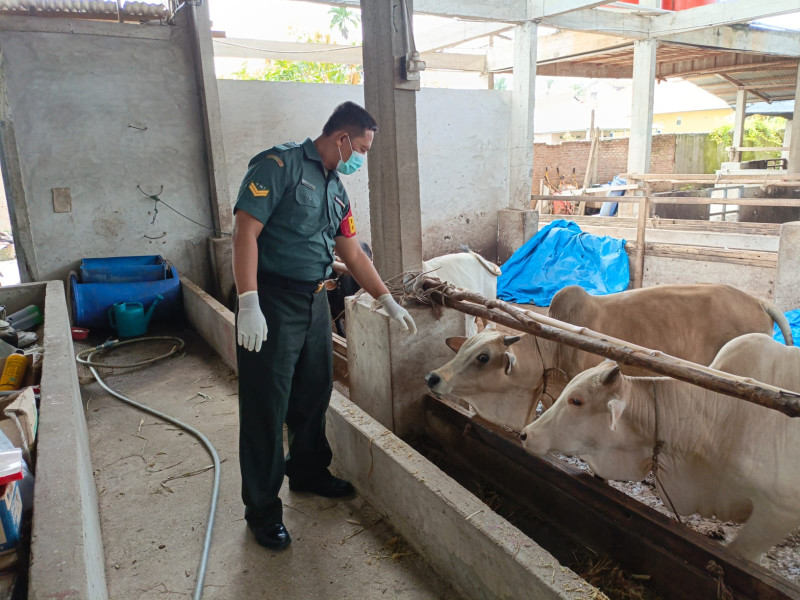 Babinsa Sertu Agung Saputro Laksanakan Pengecekkan Hewan Ternak di Kelurahan Gajah Sakti
