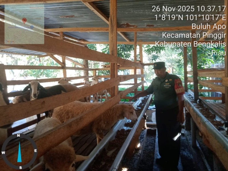 Babinsa Serda Paino., Lakukan Cek Hewan Ternak Kambing Antisipasi Penyakit PMK, di Desa Buluh Apo