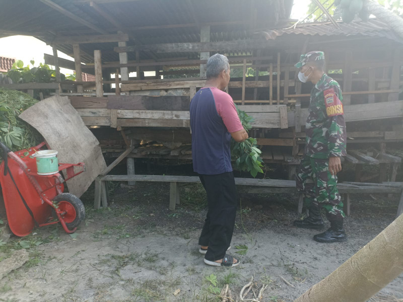 Babinsa Sertu Robbi Cek 6 Ekor Hewan Ternak di RT 02 RW 05, Kelurahan Balai Raja, Guna Cegah PMK