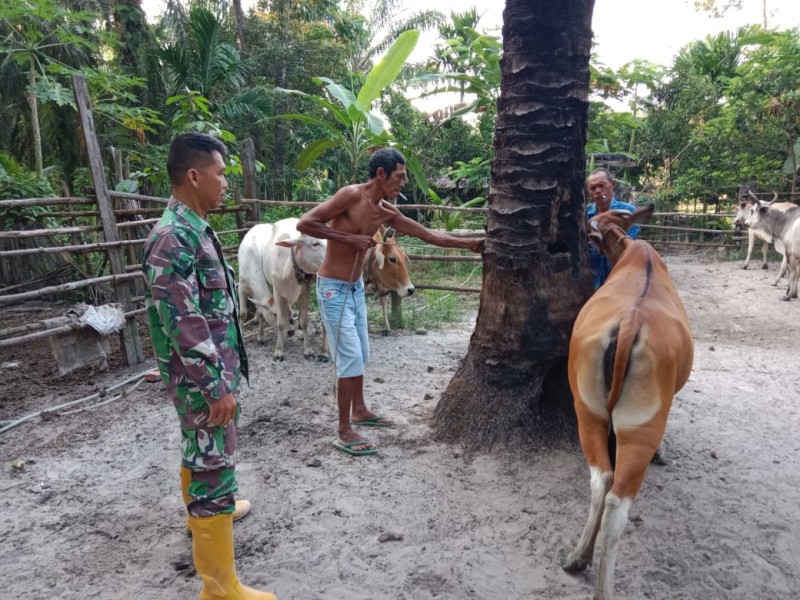 Gencar Laksanakan Pengecekkan Hewan Ternak Sapi, di Desa Tasik Serai Timur Oleh Sertu M. Fikri