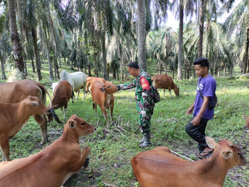 Gencar Laksanakan Pengecekkan Hewan Ternak Sapi, di Desa Pinggir, Kecamatan Pinggir, Oleh Sertu AT. Silaban