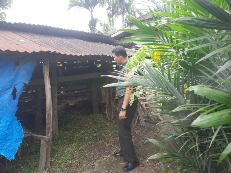 Gencar Laksanakan Pengecekkan Hewan Ternak kambing, di Kelurahan Air Jamban, Babinsa Praka Alif Alfindo Cek Lokasi