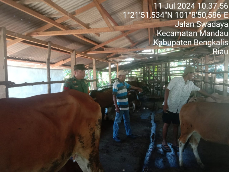 Babinsa Koptu M Silaban Laksanakan Pengecekkan Hewan Ternak di Desa Sebangar
