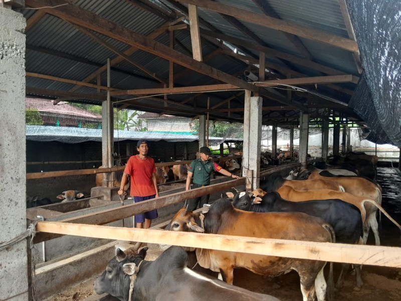 Gencar Laksanakan Pengecekkan Hewan Ternak Sapi, di Kelurahan Gajah Sakti Oleh Praka A. Manulang