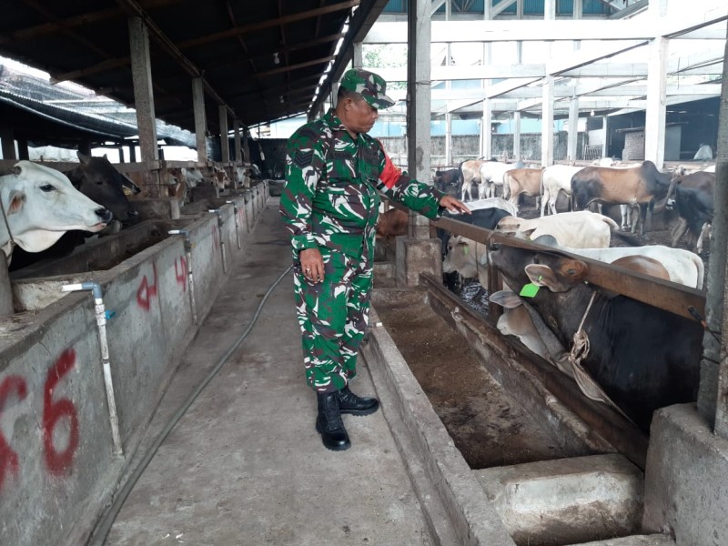 Babinsa Serma N. Saragih Lakukan Cek Hewan Ternak Sapi Antisipasi Penyakit PMK, di Kelurahan Gajah Sakti