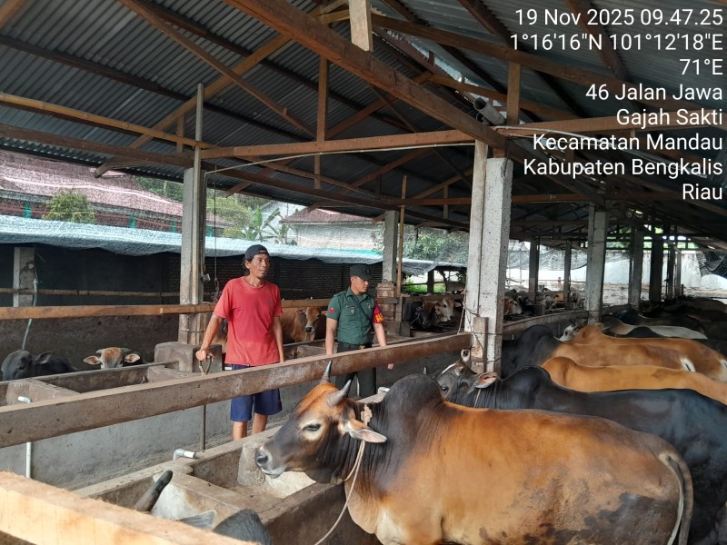 Babinsa Praka Amser Manulang., Lakukan Cek Hewan Ternak Sapi Antisipasi Penyakit PMK, di Jalan Jawa