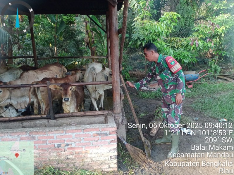 Babinsa Sertu Sutiman Lakukan Cek Hewan Ternak Kambing Antisipasi Penyakit PMK, di Desa Sebangar