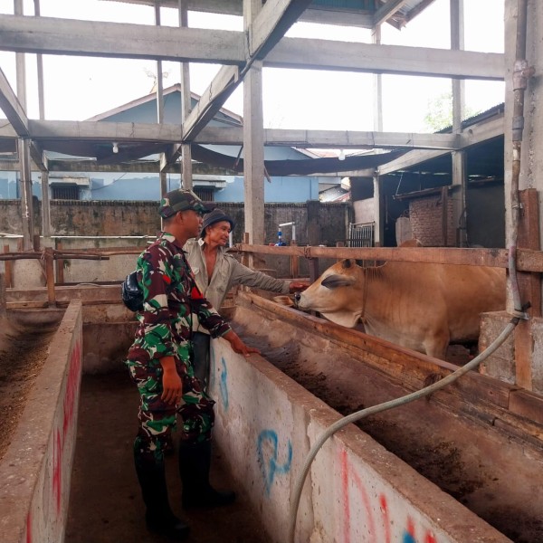 Babinsa Pratu DN. Simanungkalit, Lakukan Cek Hewan Ternak Sapi Antisipasi Penyakit PMK, di Kelurahan Gajah Sakti