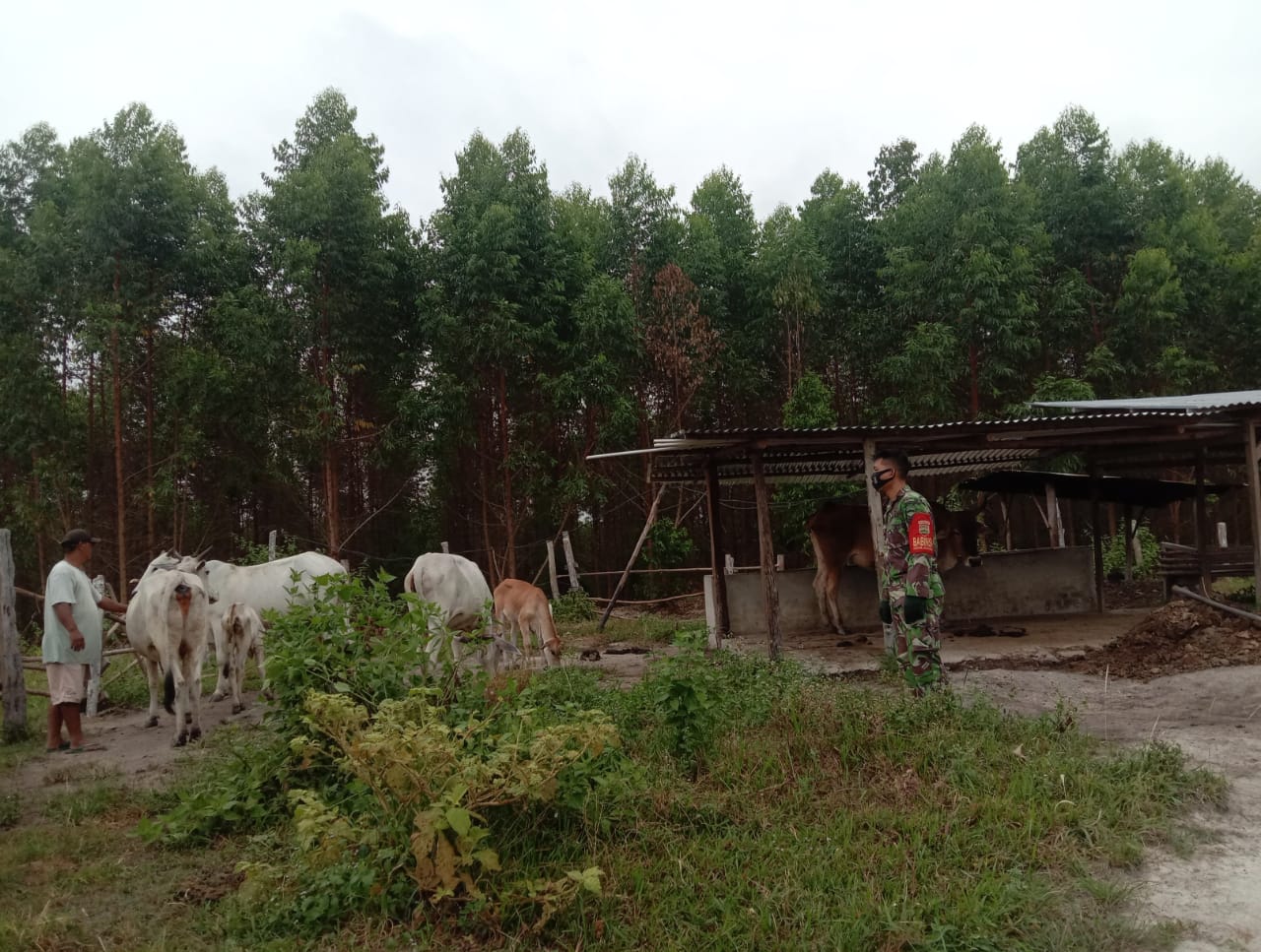 Cegah Penyebaran PMK di Desa Tasik Serai Timur Babinsa Serda M. Fikri Lakukan Patroli