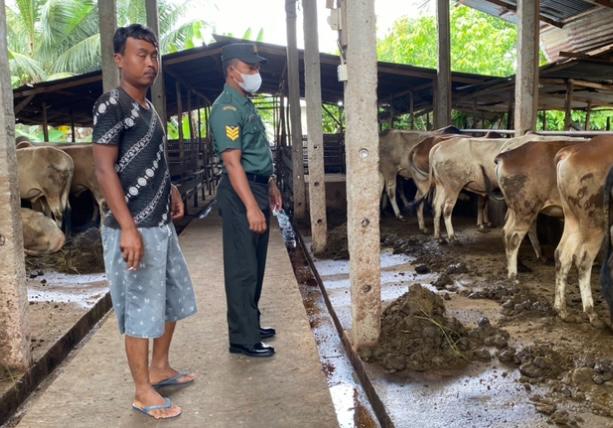 Babinsa Serka Ristiyo Laksanakan Pengecekkan Hewan Ternak Sapi di Jalan Siak, Air Jamban