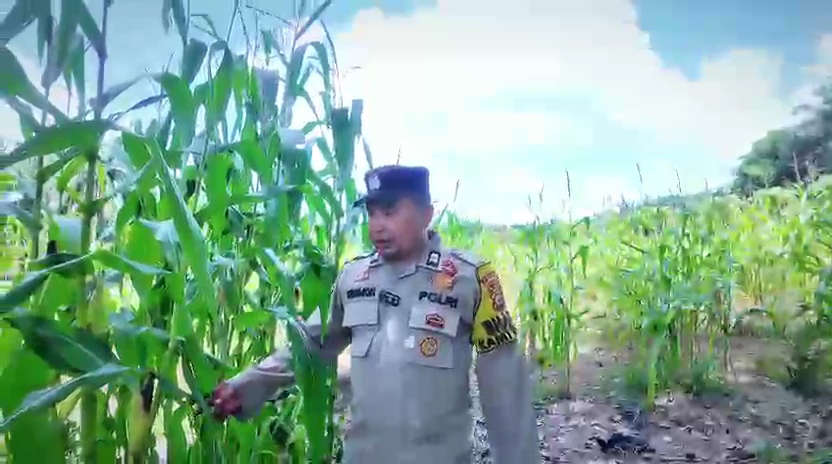 Bhabinkamtibmas Aiptu Trismon Cek Ketahanan Pangan Di Desa Harapan Baru