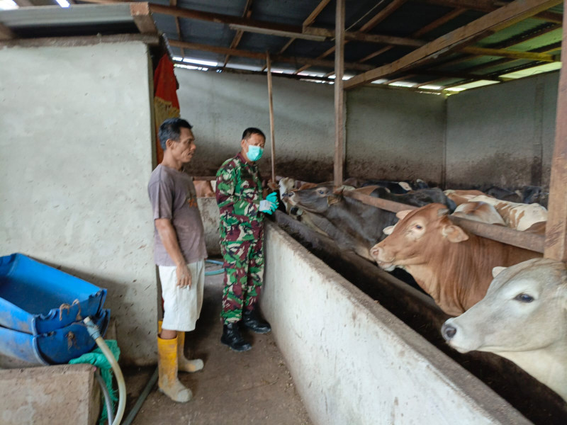 Gencar Laksanakan Pengecekkan Hewan Ternak Sapi di Kelurahan Gajah Sakti, Babinsa Serka Agung Saputro Turun ke Lokasi