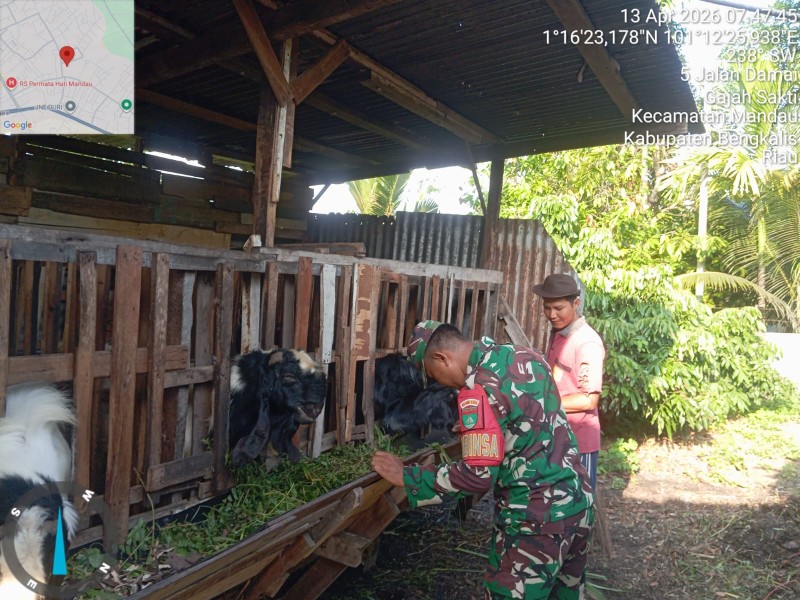 Babinsa Serda Zulkarnain Cek Hewan Ternak Kambing, Antisipasi PMK, di Kelurahan Gajah Sakti