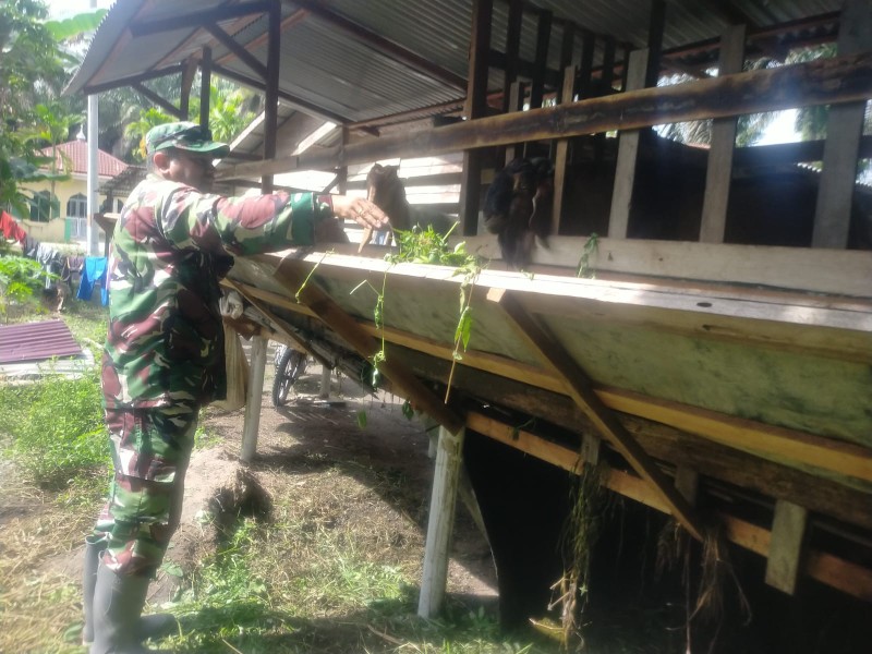 Babinsa Koptu M. Khan Lakukan Cek Hewan Ternak Kambing Antisipasi Penyakit PMK, di Desa Kesumbo Ampa