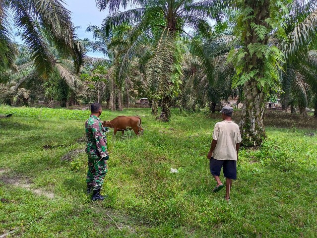 Cegah Penyebaran PMK, Babinsa Sertu Roy Pardomuan Melaksanakan Cek Hewan Ternak di RT 2 RW 2 Dusun Kayu Kapur