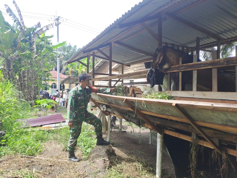 Babinsa Sertu Joni R Cek Hewan Ternak Kambing, Antisipasi PMK, di Desa Bumbung