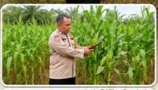 Bhabinkamtibmas Aiptu Rismon Pantau Perkembangan Tanaman Jagung, Program Ketahanan Pangan