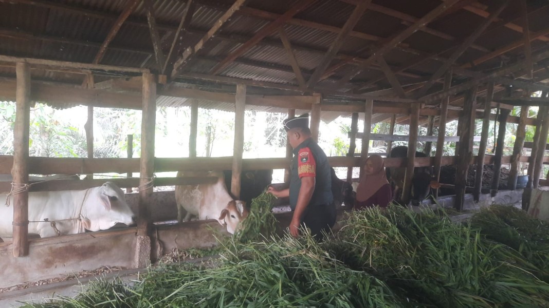 Babinsa Sertu Ahmad Junaidi Lakukan Cek Hewan Ternak Sapi Antisipasi Penyakit PMK, di Air Jamban