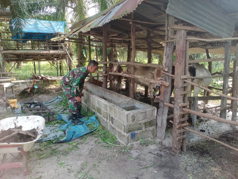 Gencar Laksanakan Pengecekkan Hewan Ternak Sapi, di Desa Sebangar, Kecamatan Batsol, Oleh Sertu Sutiman