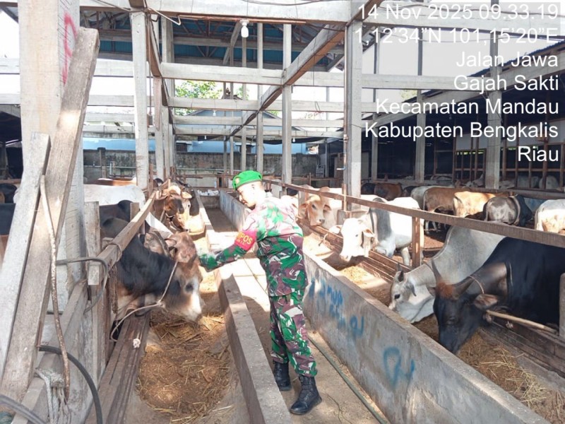 Babinsa Pelda Suprapto., Lakukan Cek Hewan Ternak Sapi Antisipasi Penyakit PMK, di Jalan Jawa