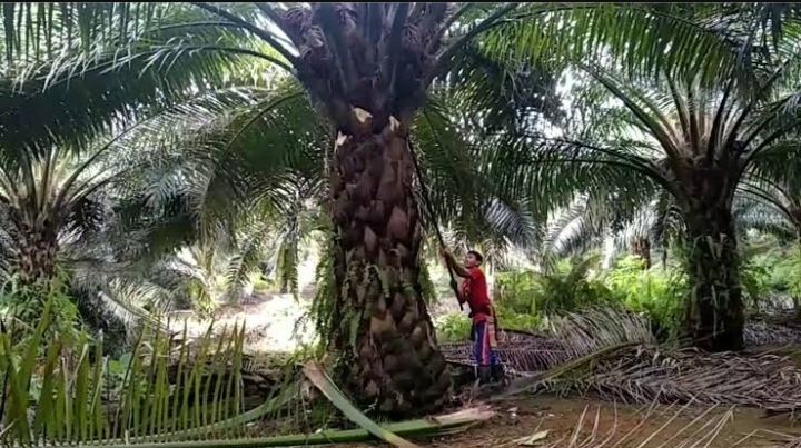 LIRA Riau: Diduga Ada Kongkalikong Pemanfaatan Lahan Hutan Untuk Kebun Sawit di Desa Sekeladi Rohil