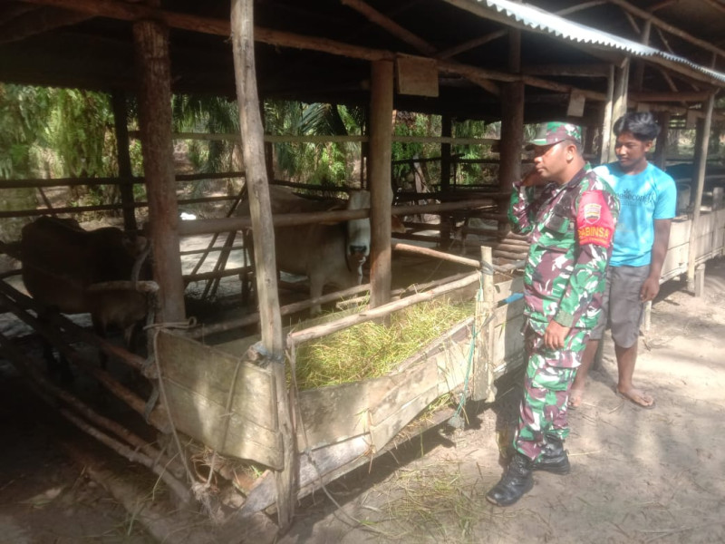 Babinsa Kopda S. Nasution Cek 6 Ekor Hewan Ternak Sapi di RT 01 RW 03 Desa Tasik Serai Serai, Guna Cegah PMK