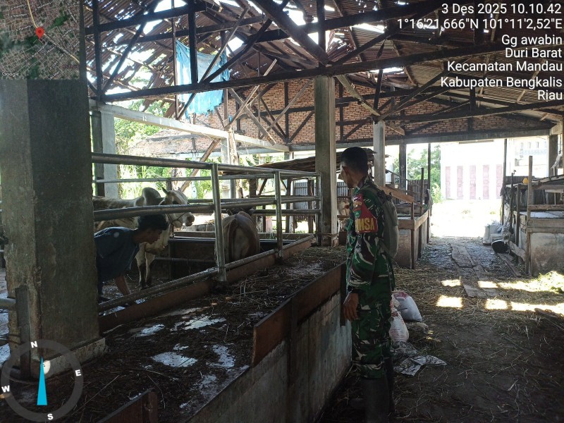 Babinsa Sertu Robbi, Lakukan Cek Hewan Ternak Sapi Antisipasi Penyakit PMK, di Jalan Tribrata, Mandau