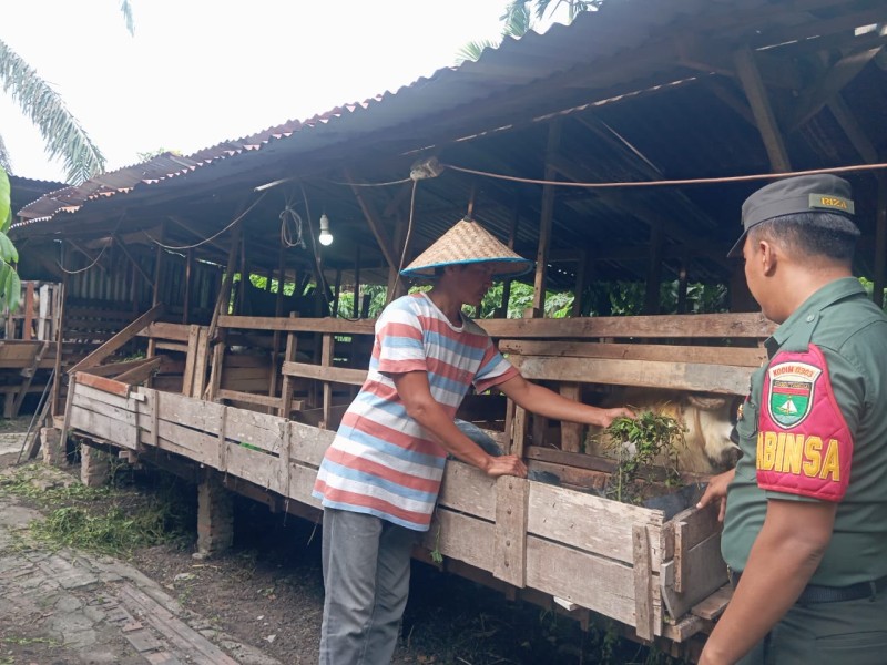 Babinsa Serda Riza Ramdani., Lakukan Cek Hewan Ternak Sapi Antisipasi Penyakit PMK, di Kelurahan Gajah Sakti
