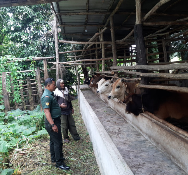 Cegah Penyebaran PMK, Babinsa Serka N. Saragih Melaksanakan Cek 10 Ekor Hewan Ternak di Desa Tengganau