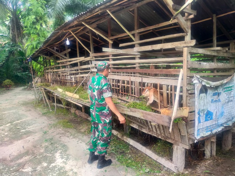 Babinsa Koptu M. Khan Lakukan Cek Hewan Ternak Kambing Antisipasi Penyakit PMK, di Desa Balai Makam