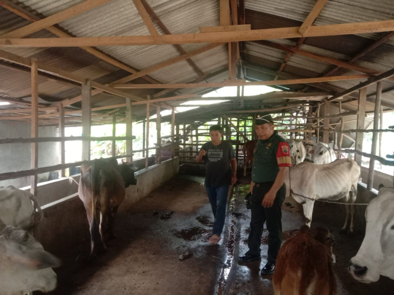 Gencar Laksanakan Pengecekkan Hewan Ternak Sapi, di Desa Sebangar, Babinsa Serda Ml. Silaban Cek Lokasi